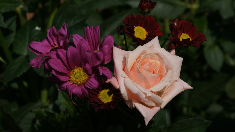 Roses and Daisies — Pink
