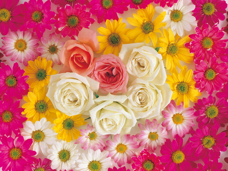 Roses and Daisies — Pink, Vibrant