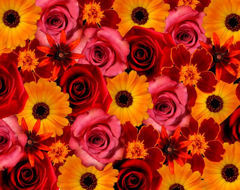 Roses and Daisies — Red, Vibrant