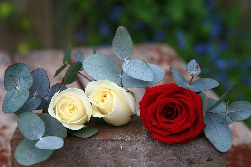 Roses and Eucalyptus