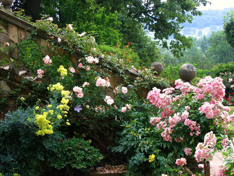 Roses and Flowers in Garden