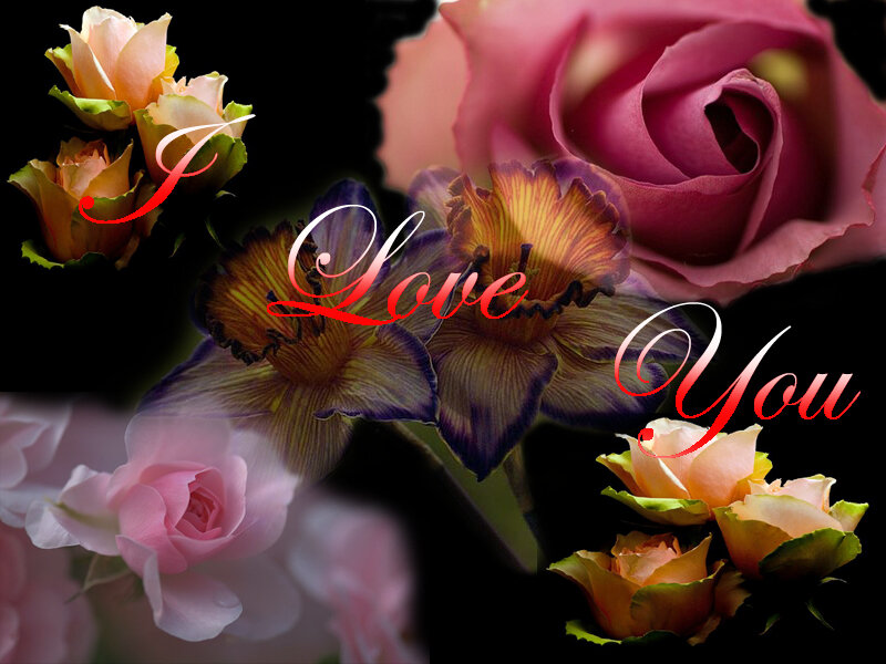 Roses and Flowers