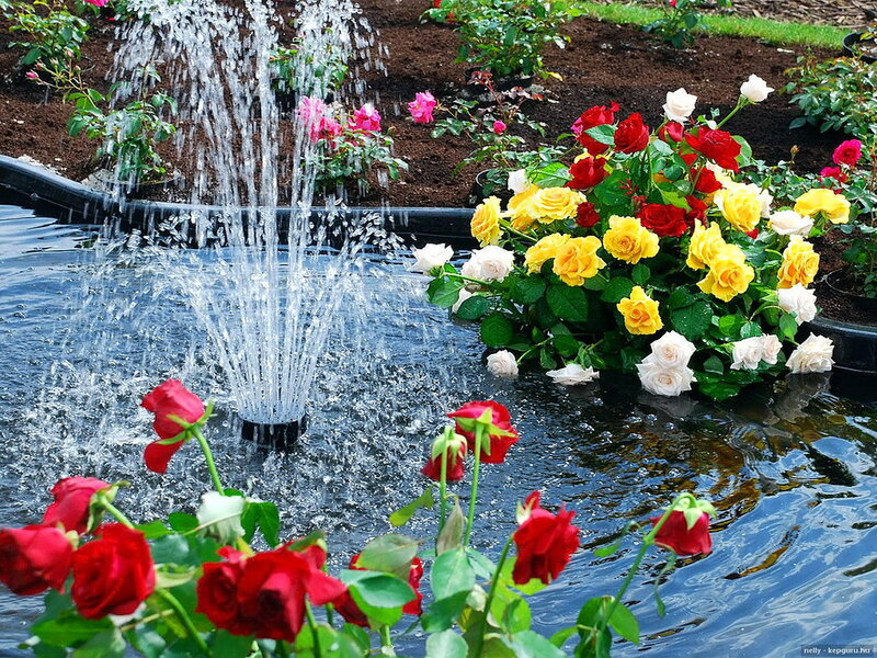 Roses and Fountain