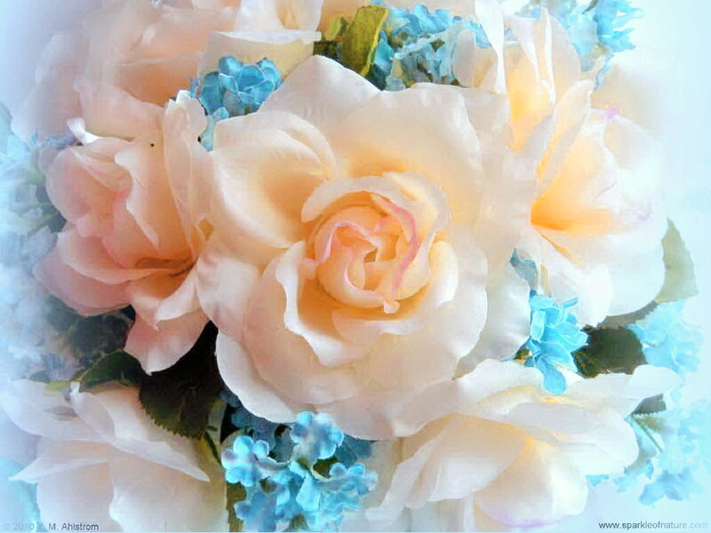 Roses and Hydrangeas