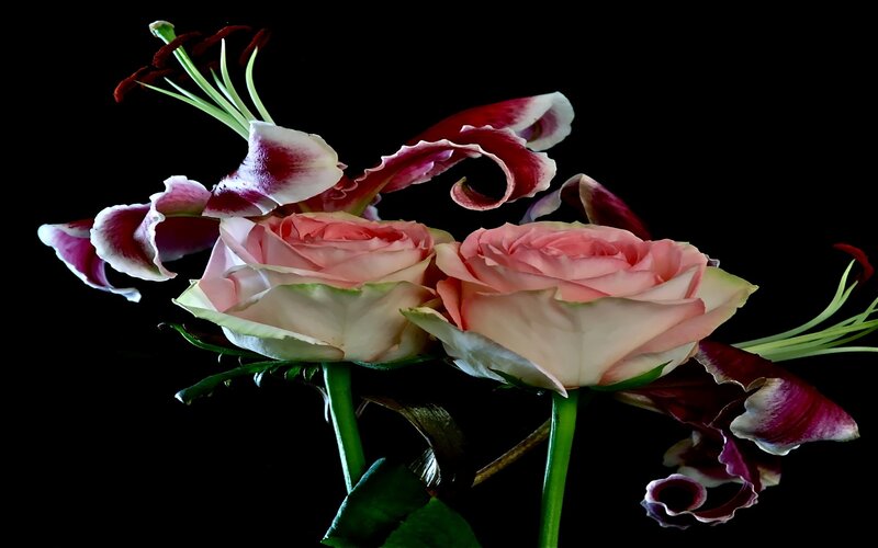 roses and lilies on black