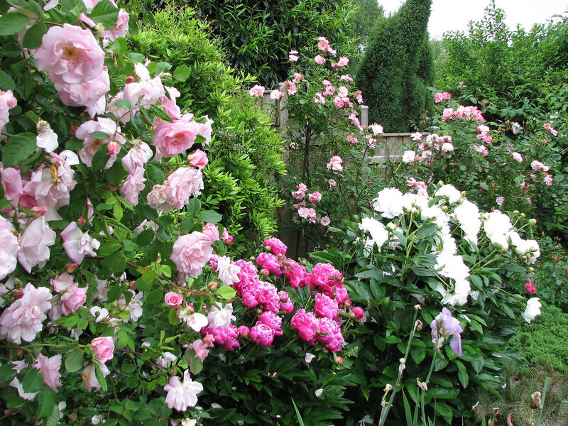 Roses and Peonies in Garden