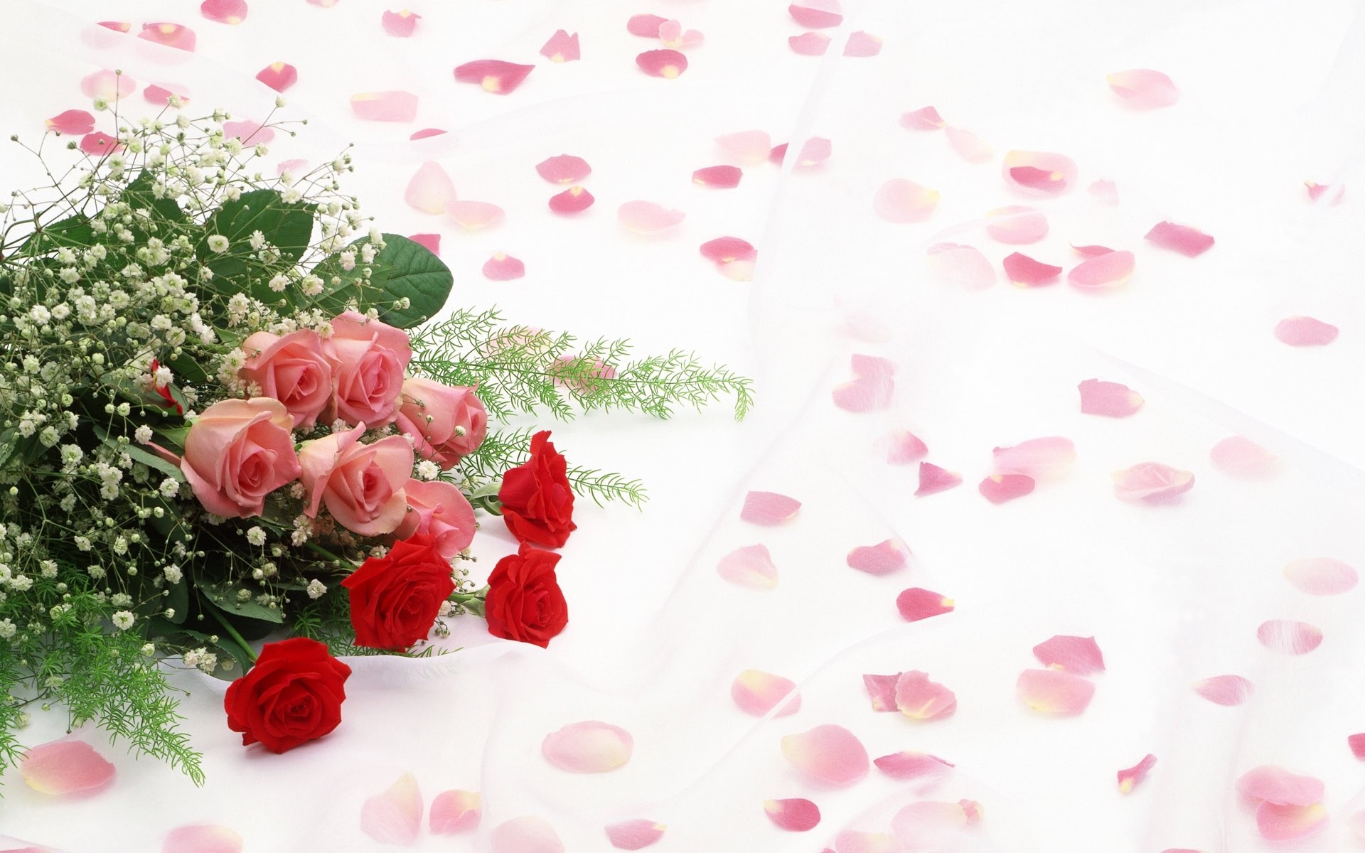 roses and petals on white