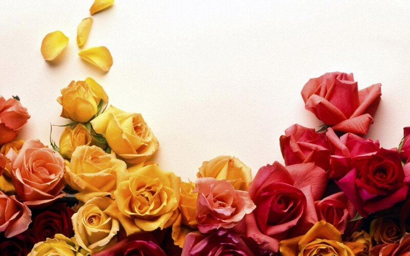 Roses and Petals