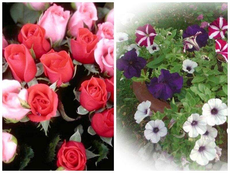 Roses and Petunias