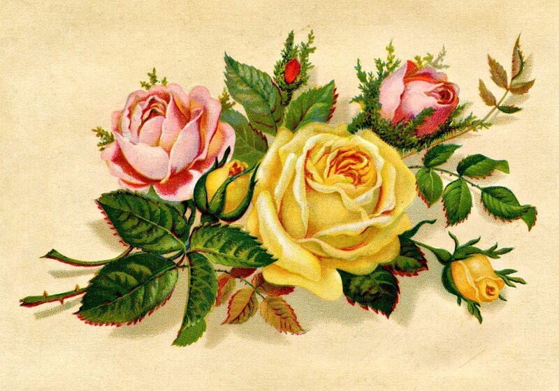 Roses and Rosebuds