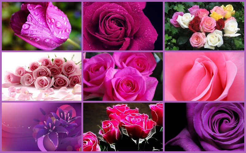 Roses and Tulips Collage