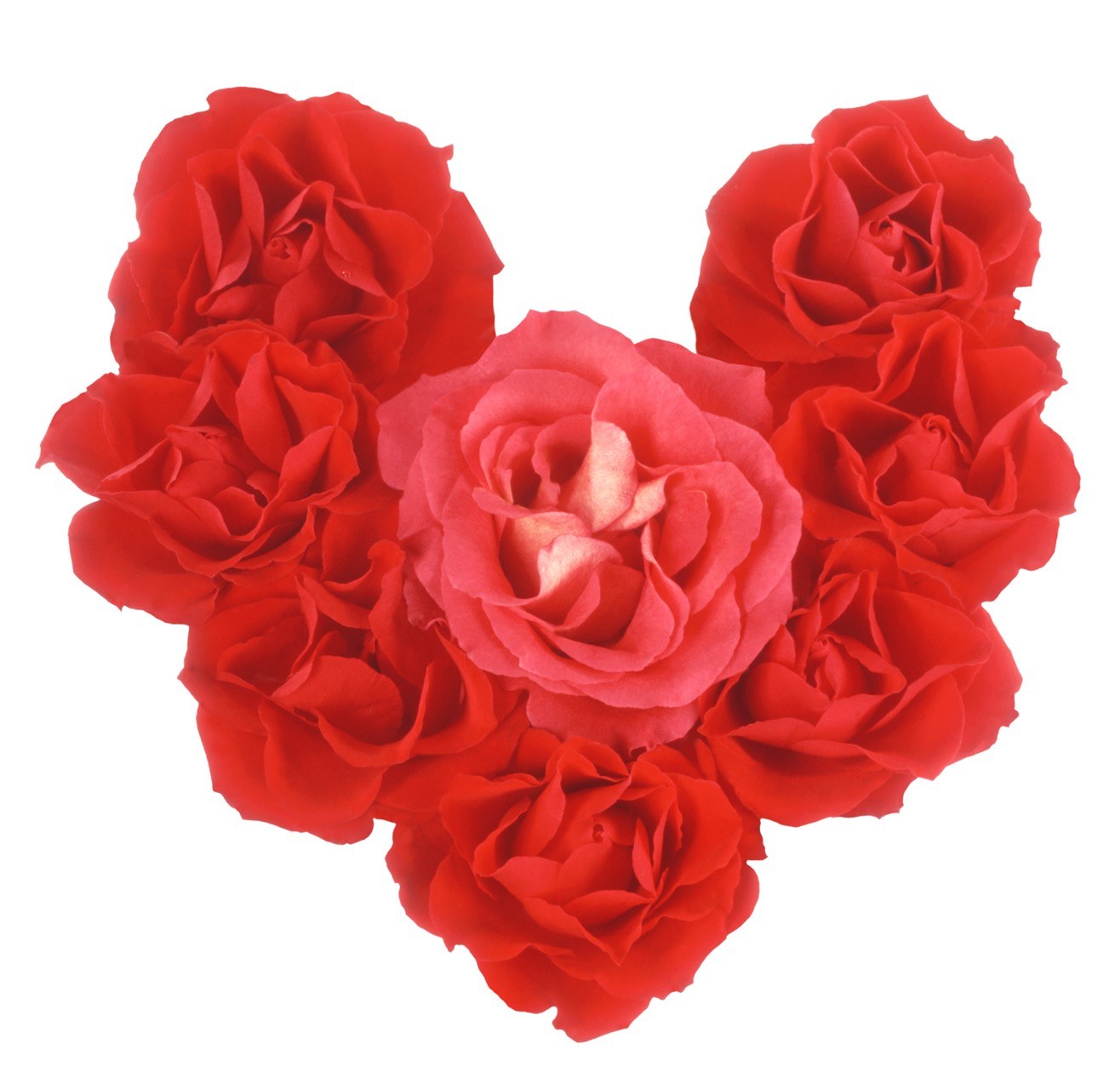 roses arranged in heart shape