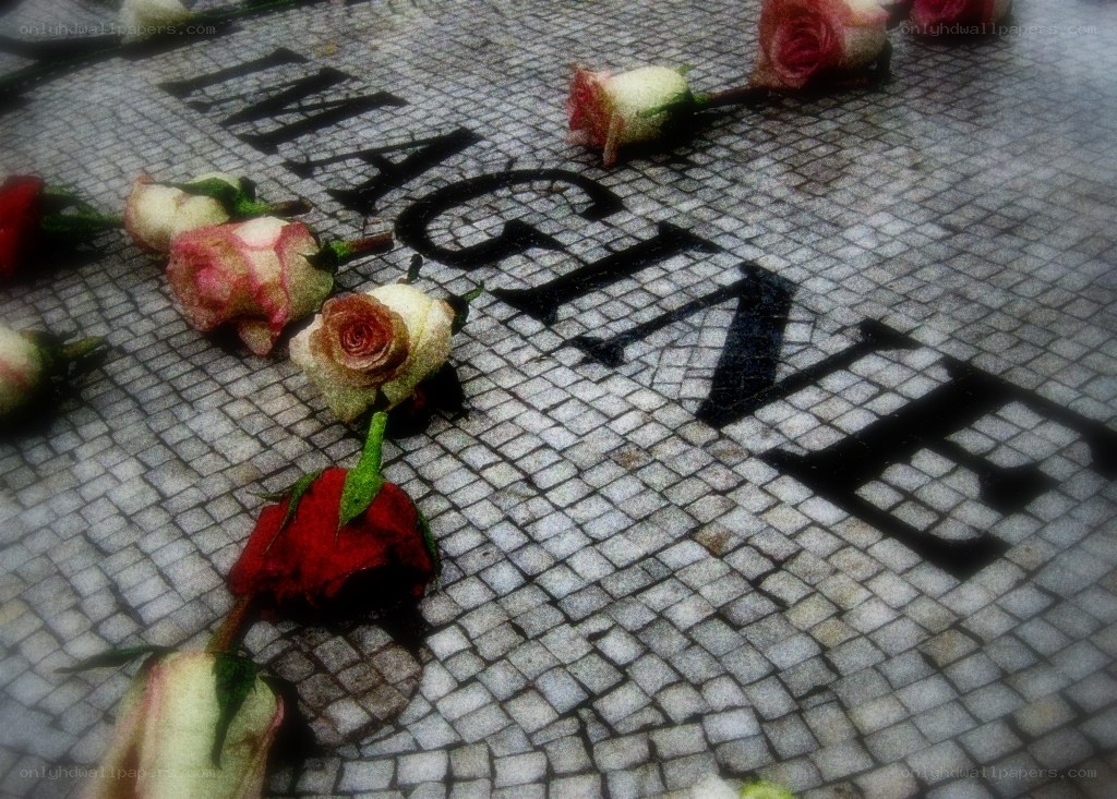 Roses at Imagine Mosaic