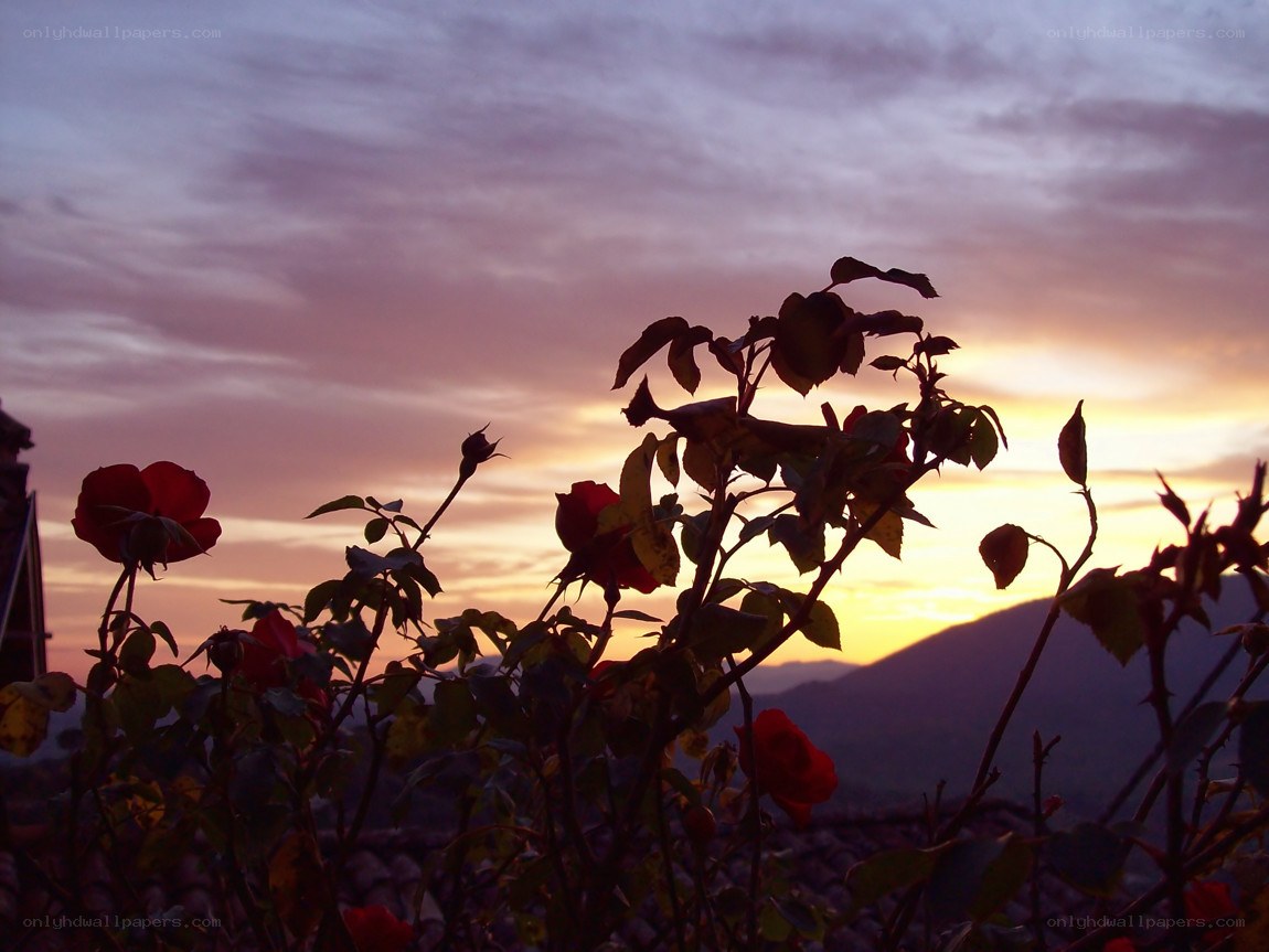 roses at sunset with mountains
