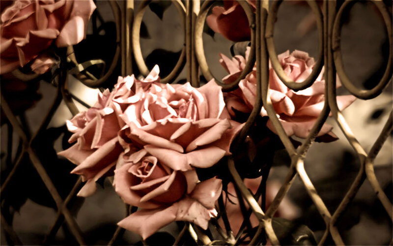 roses behind a metal fence