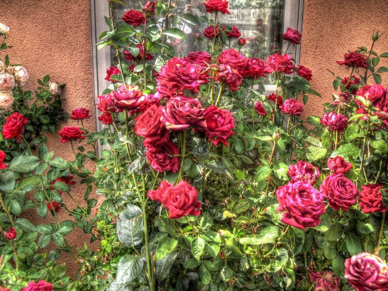 roses blooming by a window