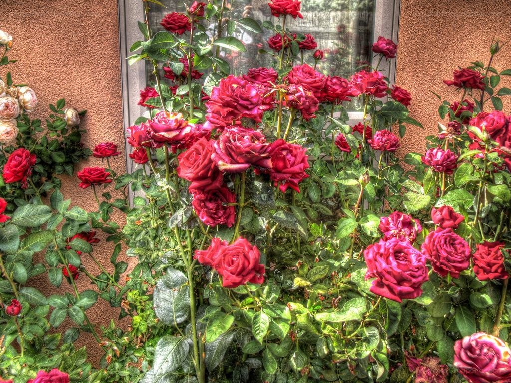 roses blooming by a window