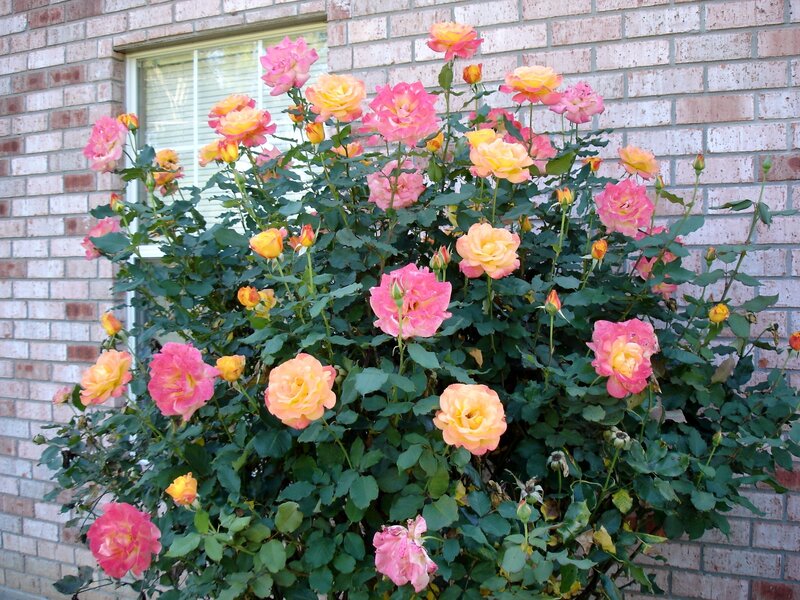 roses blooming by brick wall