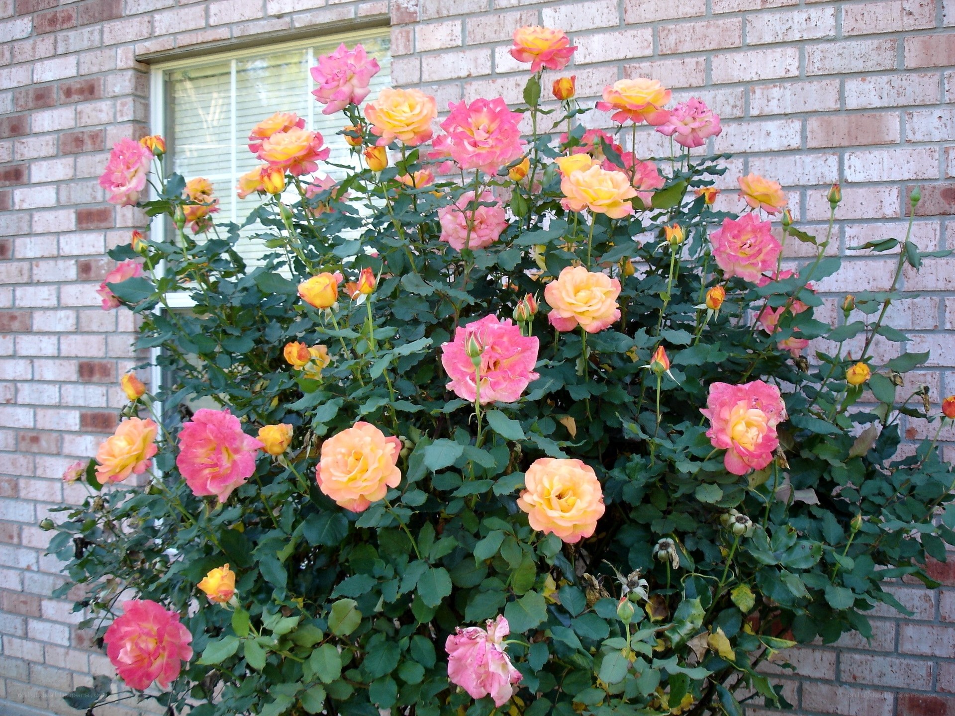 roses blooming by brick wall