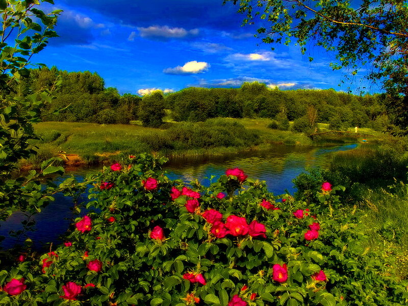 Roses by a River