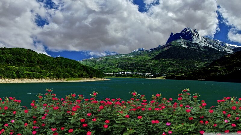 Roses by Lake