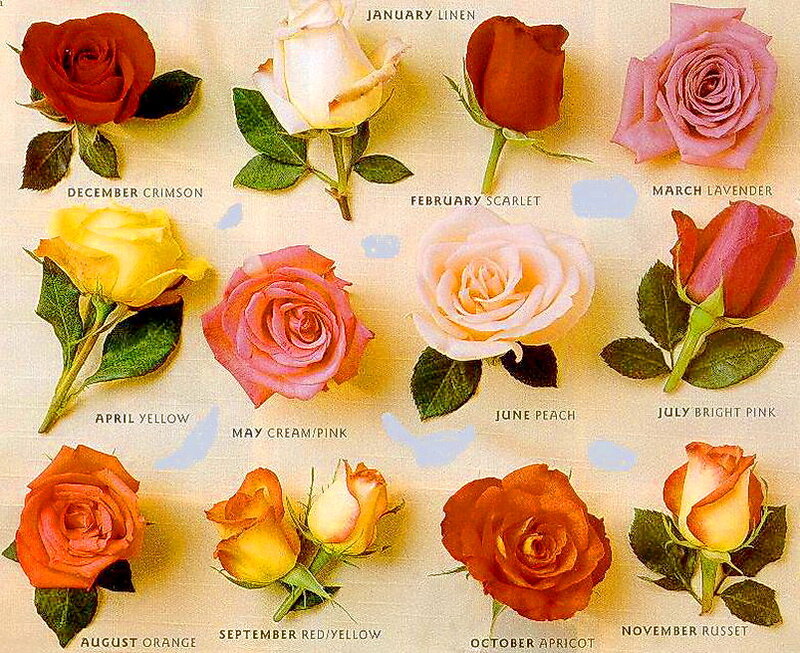 Roses by Month