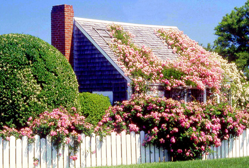 roses climbing a cottage