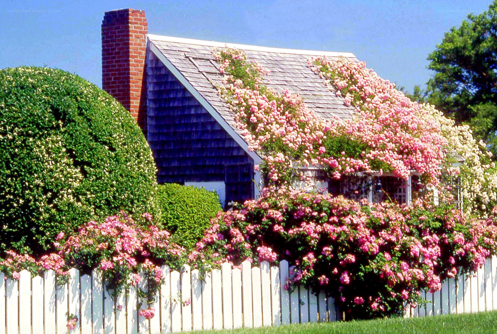 roses climbing a cottage