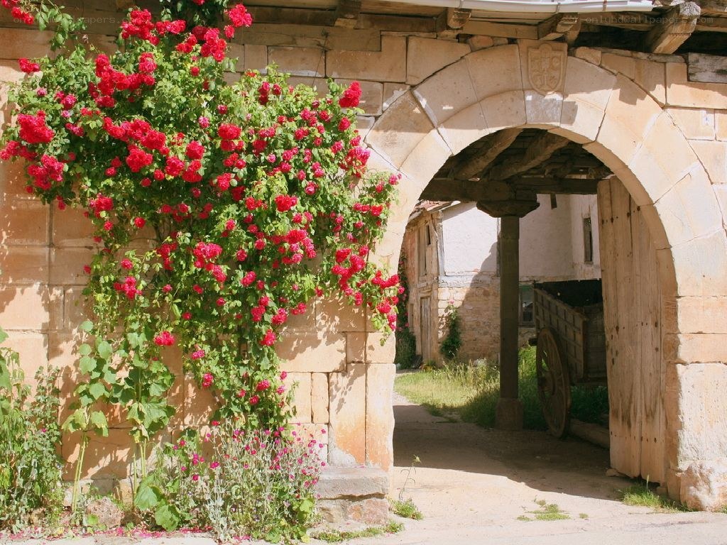 Roses climbing a stone archway