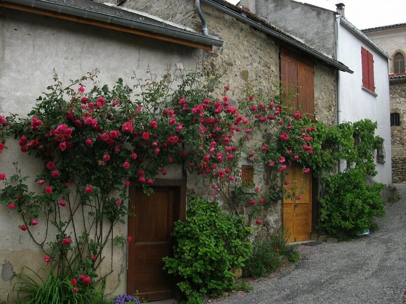 roses climbing a stone house