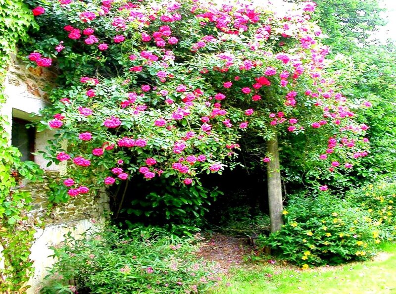 roses climbing a stone wall