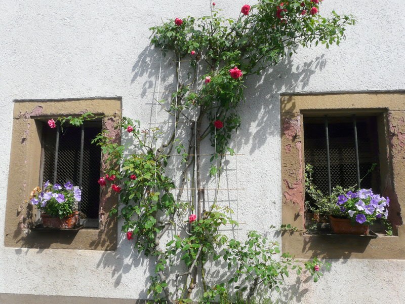 roses climbing a white wall