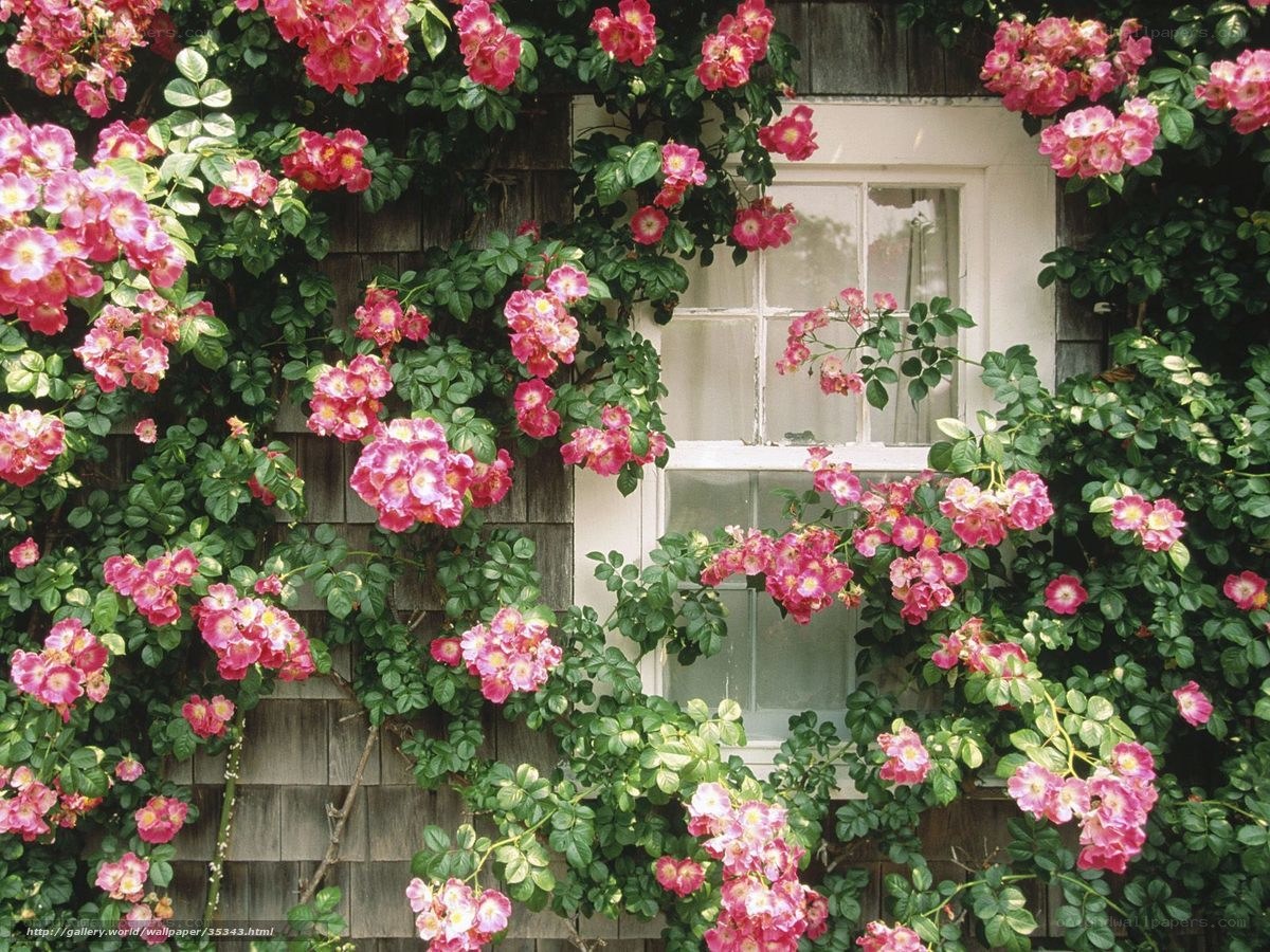 roses climbing a window