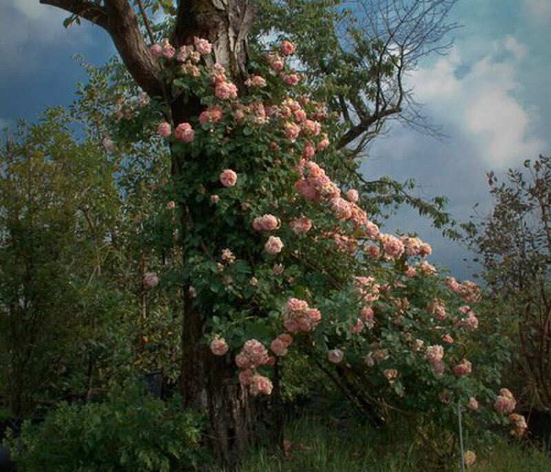 Roses Climbing Tree