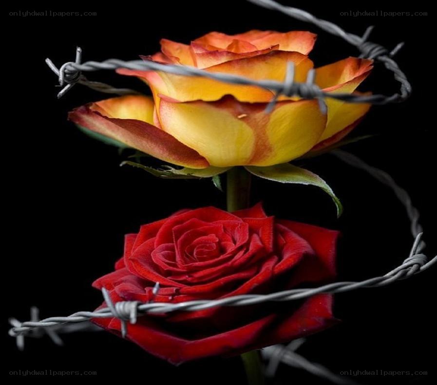Roses entwined with barbed wire