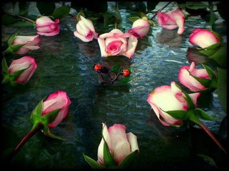 Roses Floating in Water — Pink