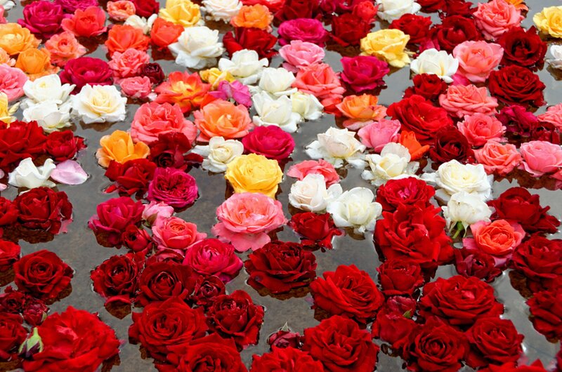 Roses Floating in Water — Red