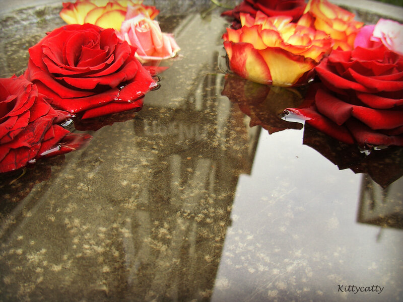 Roses Floating in Water