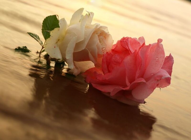 roses floating on water