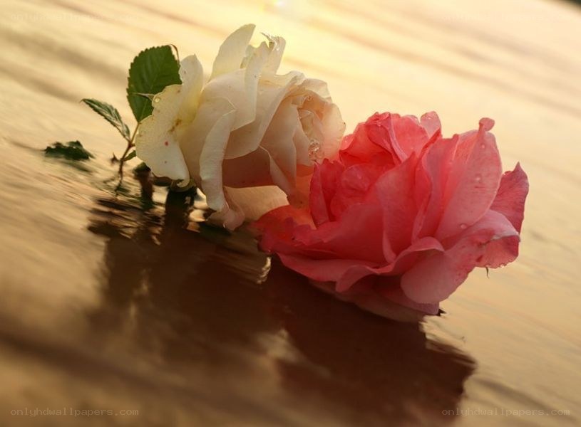 roses floating on water
