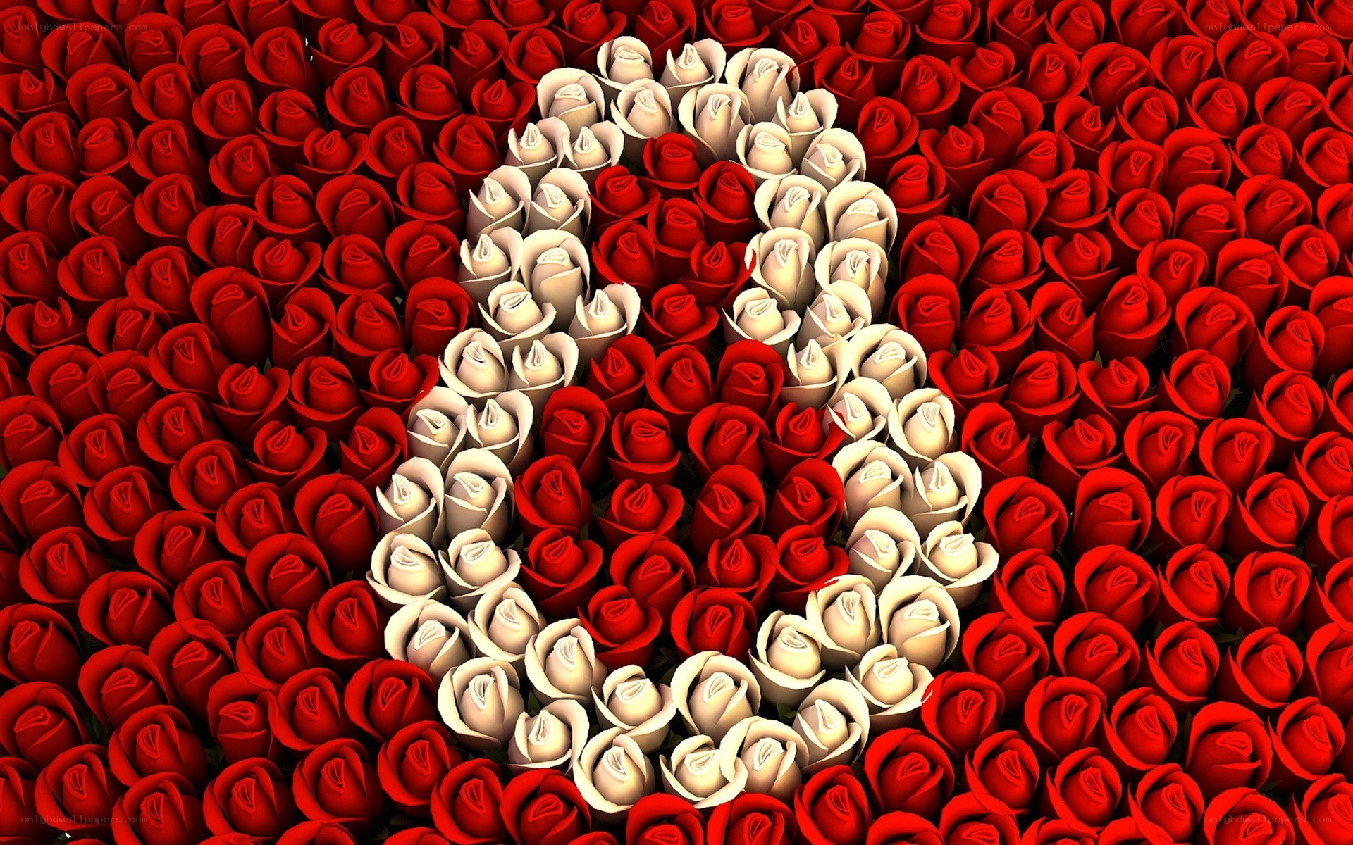roses forming a number