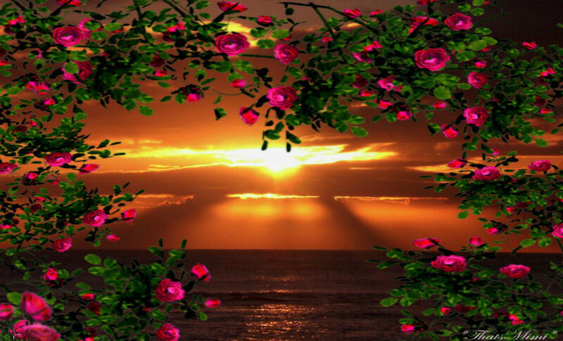Roses Framing Sunset