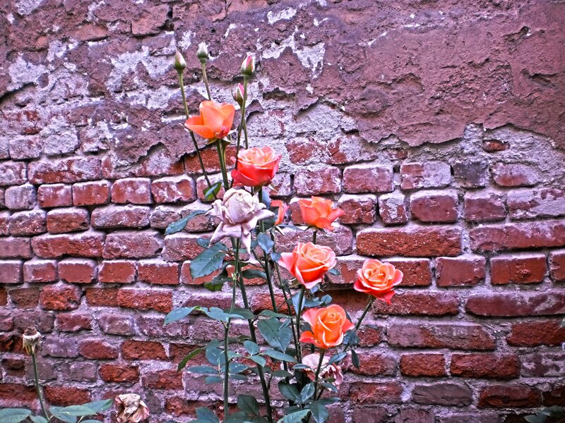 Roses Growing Against Wall