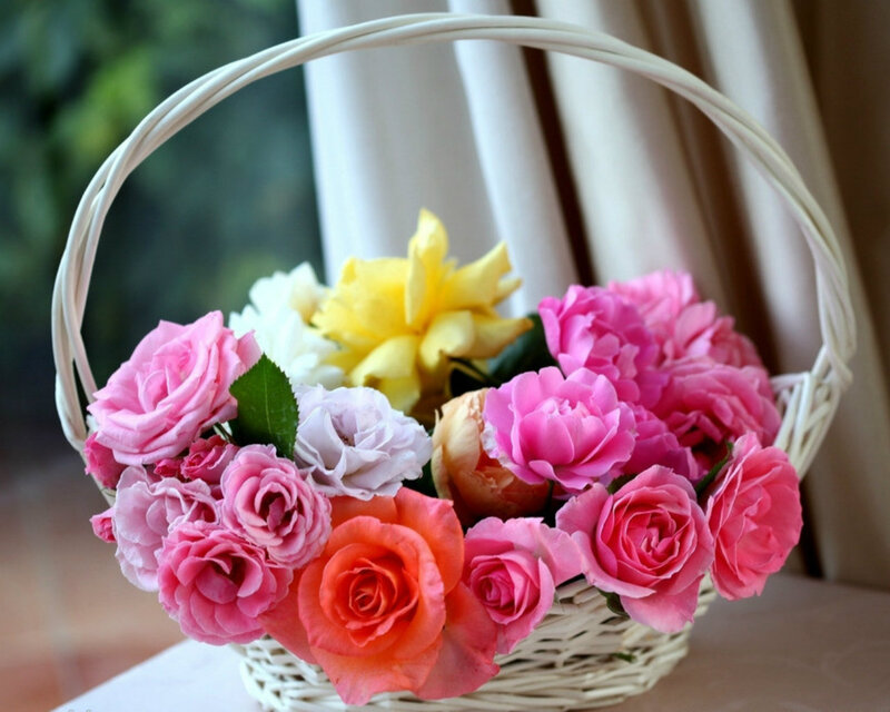 Roses in a Basket — Pink, Calm, Afternoon, Photograph, Flowers, Curtain