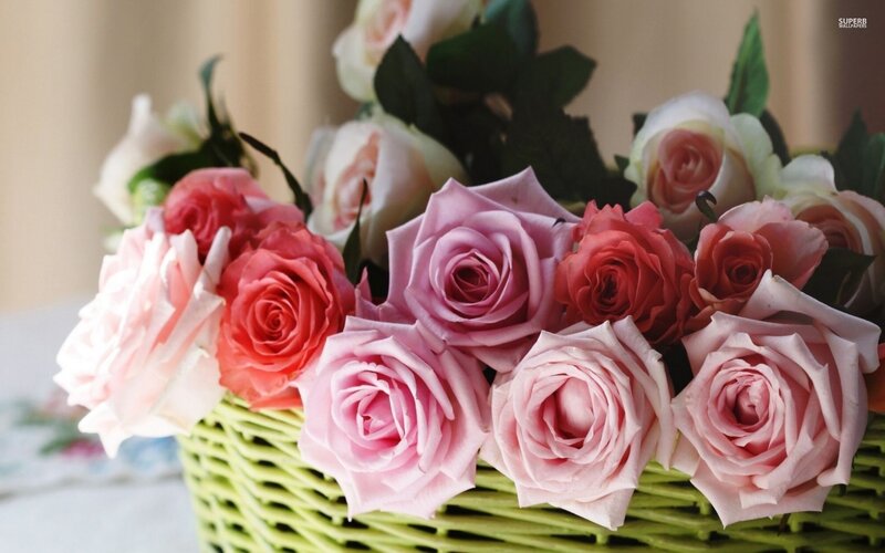 Roses in a Basket — Pink, Calm, Photograph, Leaves