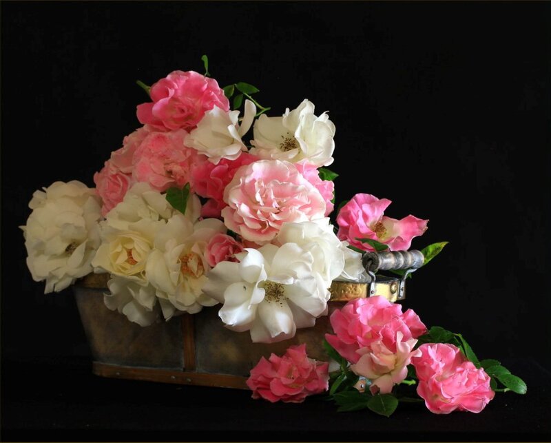 Roses in a Basket — Pink, Dramatic, Photograph