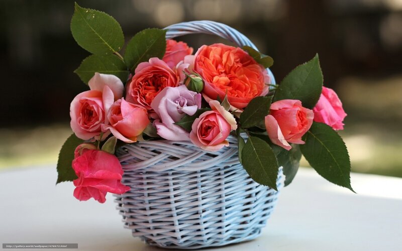 Roses in a Basket — Pink, Serene, Afternoon, Photograph, Flowers, Leaves, Table