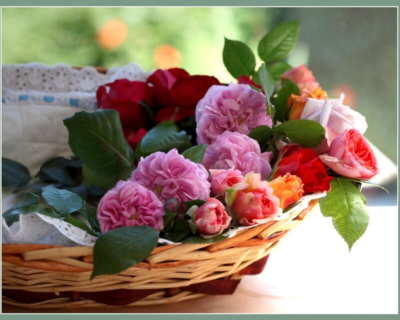 Roses in a Basket — Pink, Serene, Afternoon, Photograph, Lace