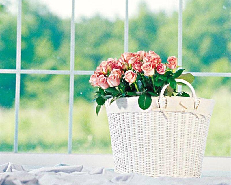 Roses in a Basket — White, Serene, Morning