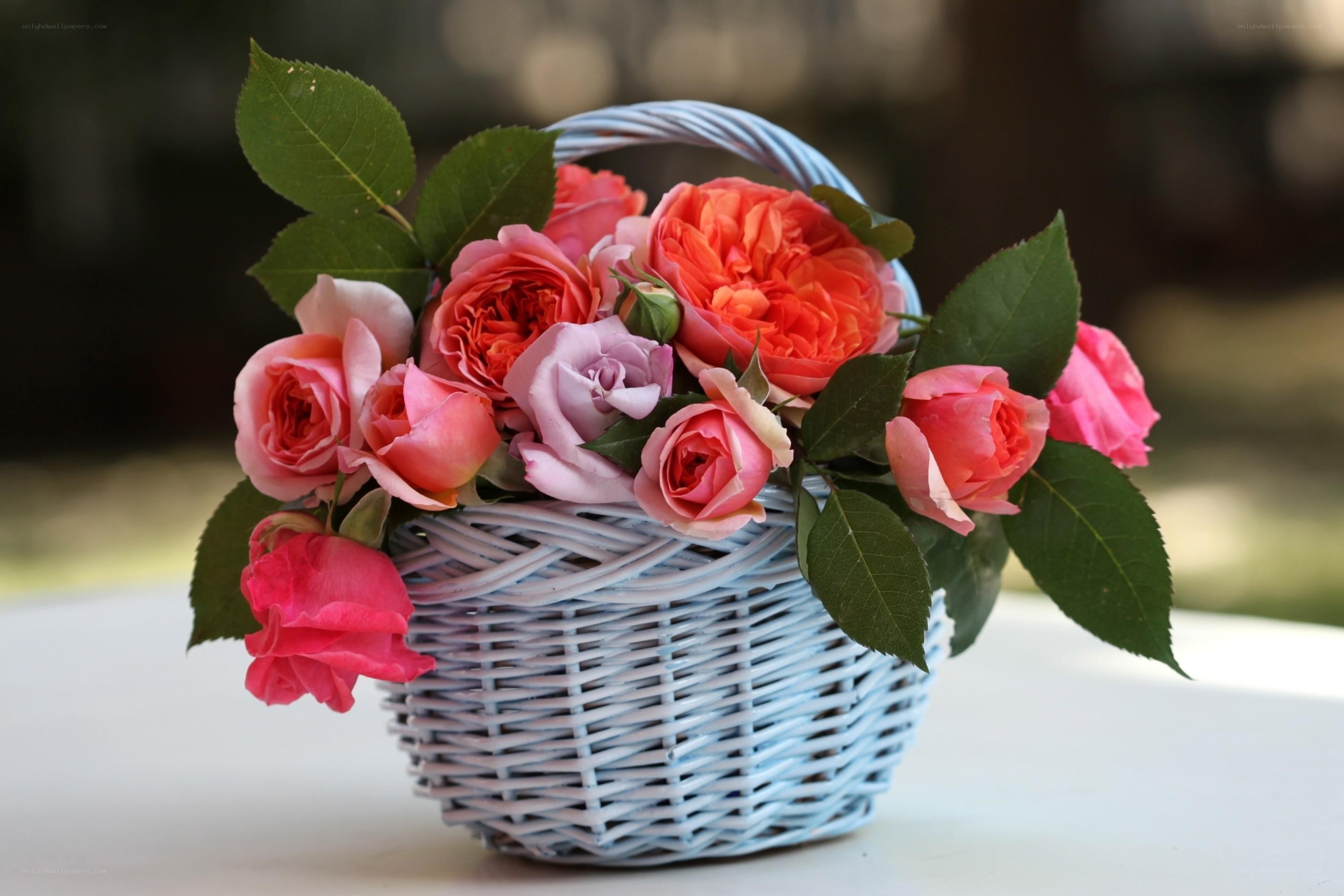 Roses in a blue basket